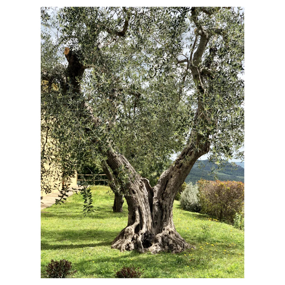 Mastrojanni Olio Extra Vergine d'Oliva 0,5L